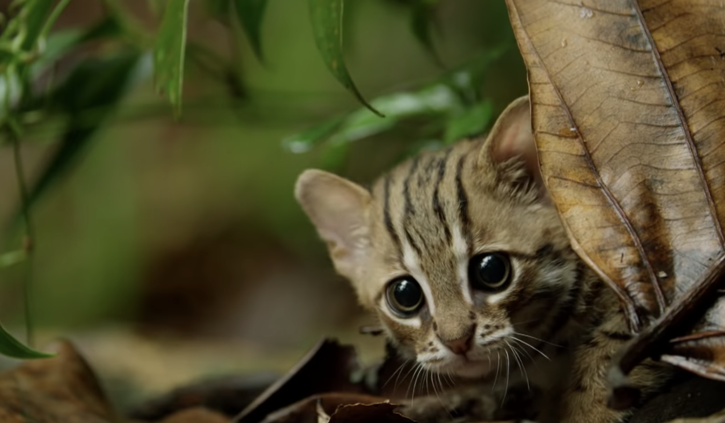 BBC made a video of the world’s smallest cat and it’s adorable