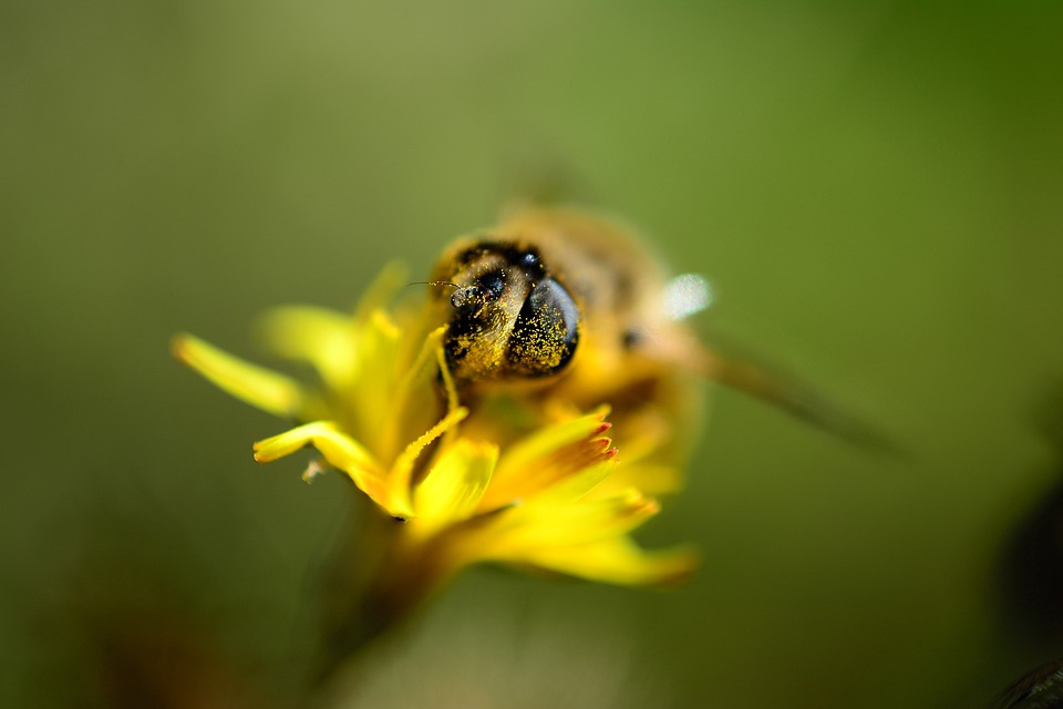 When you live in Minnesota you get paid to make your garden bee-friendly￼