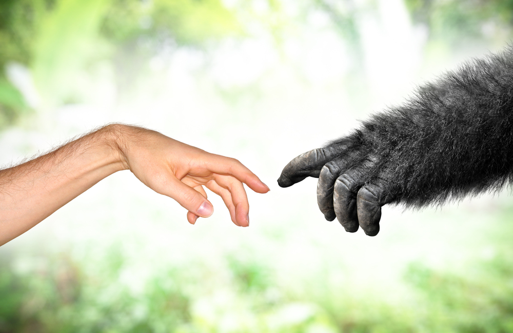 Why aren’t humans as hairy as other primates?