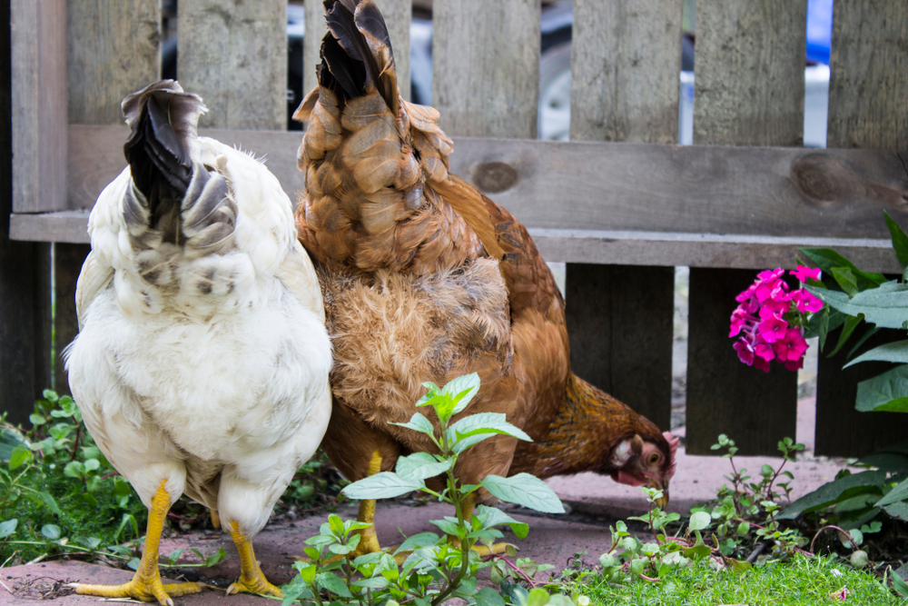 What does the expression “Guess what, chicken butt!” mean?