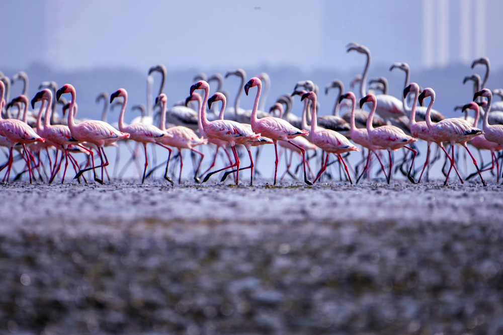 The temporary and beautiful invasion of wildlife