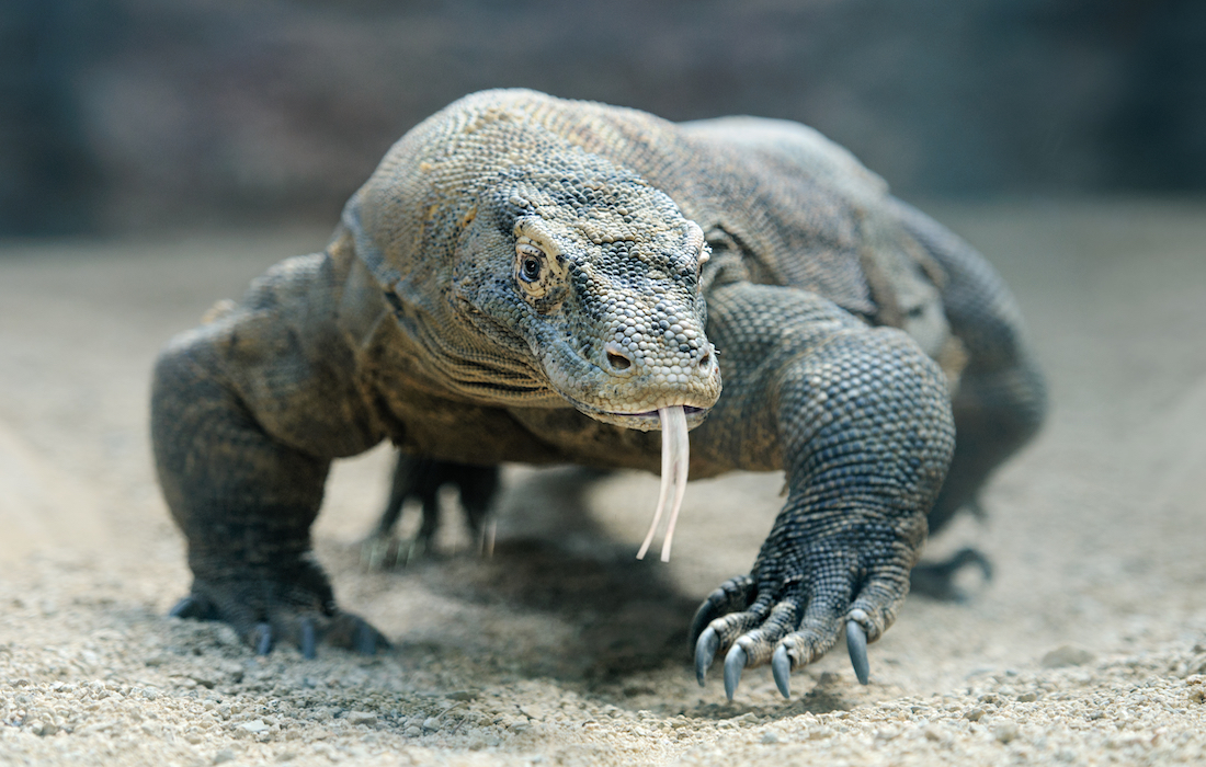 Here are the strongest animals built by evolution