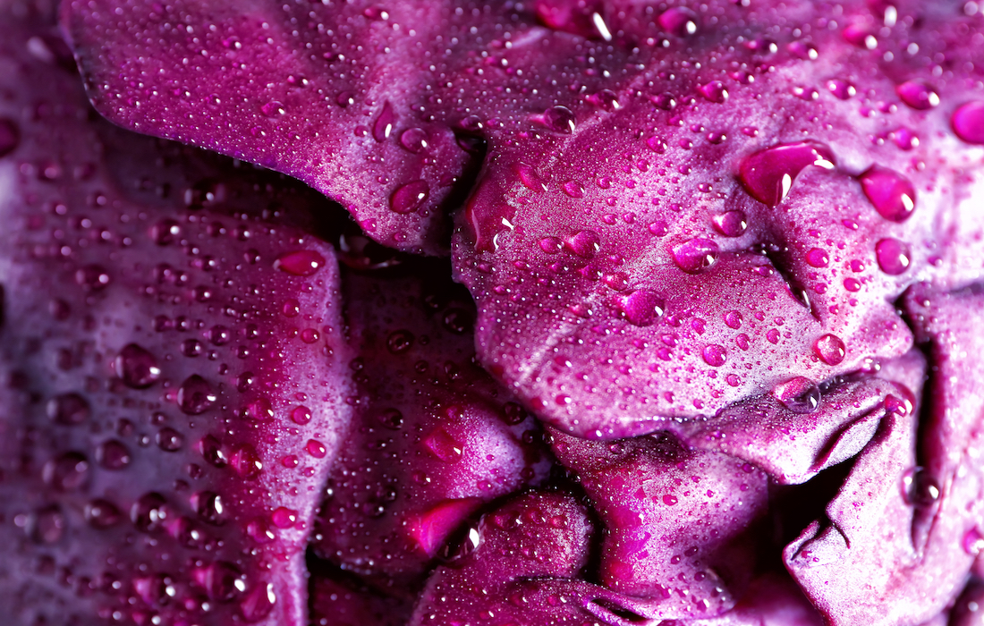 What is the secret behind the color of purple cabbage?