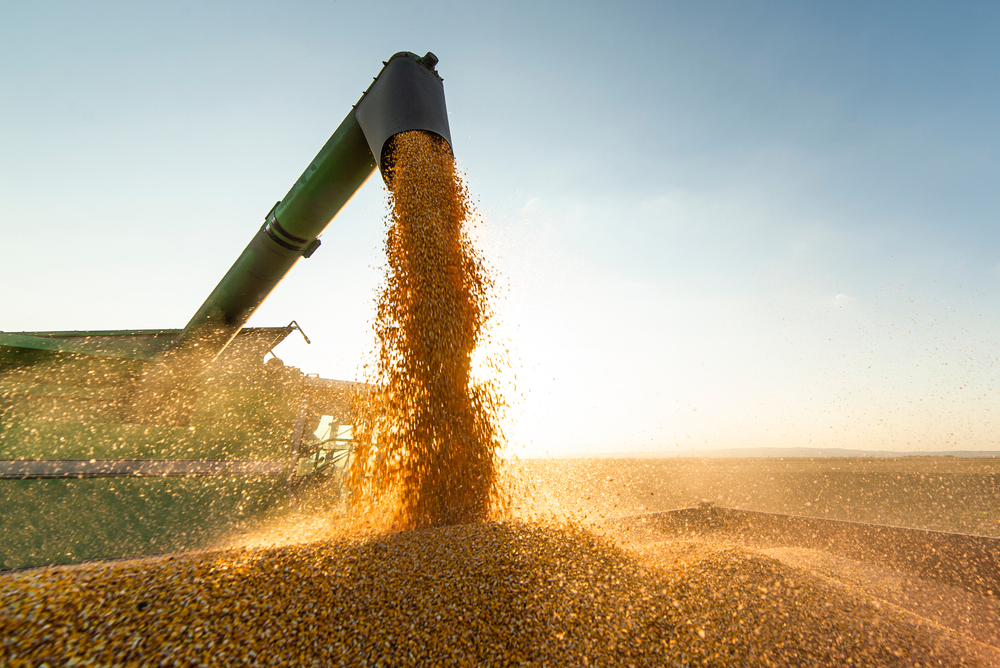 Ancient Wheat Believed Key to Saving the World’s Supply of Vital Grain