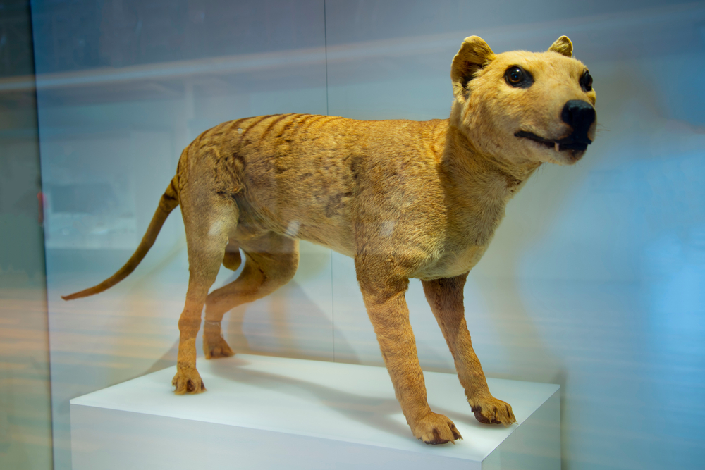 Missing Thylacine’s Remains Relocated After 85-Year Absence