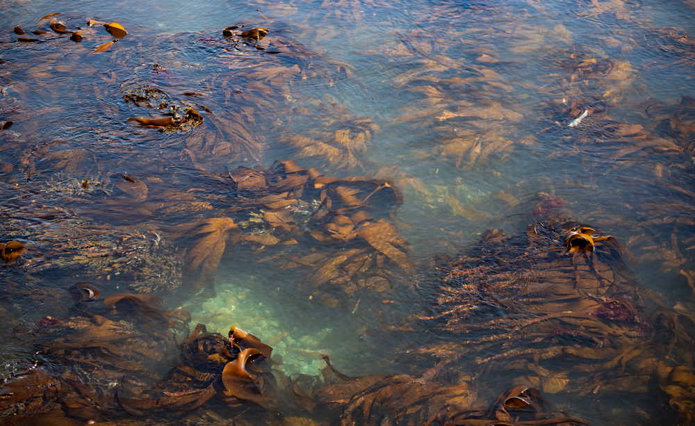 Antarctic Seaweed Discovery Offers Positive Climate Impacts