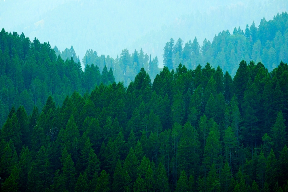 Simple Ways How Forests Help Reduce Global Warming