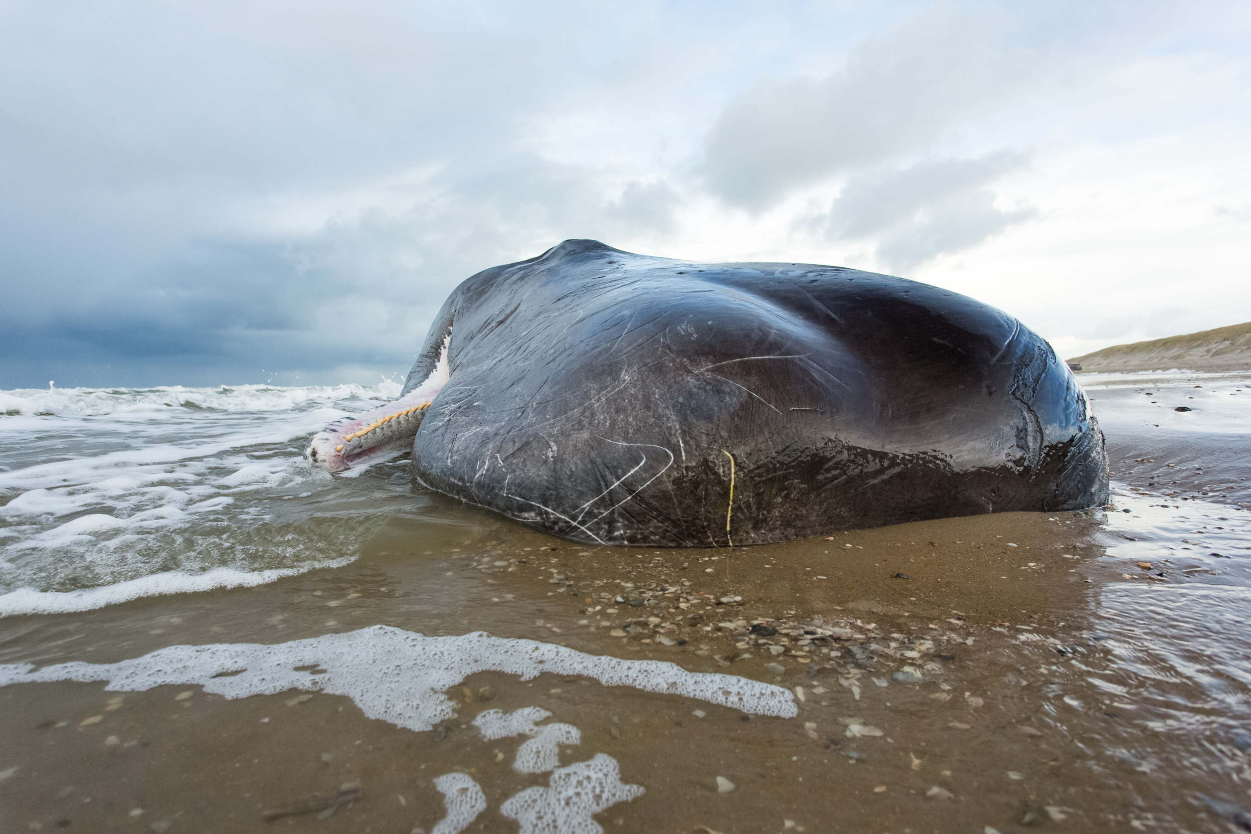 Why do dolphins and whales beach themselves?