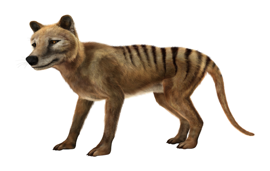 Australia’s extinct species re-counted by scientists – results are devastating