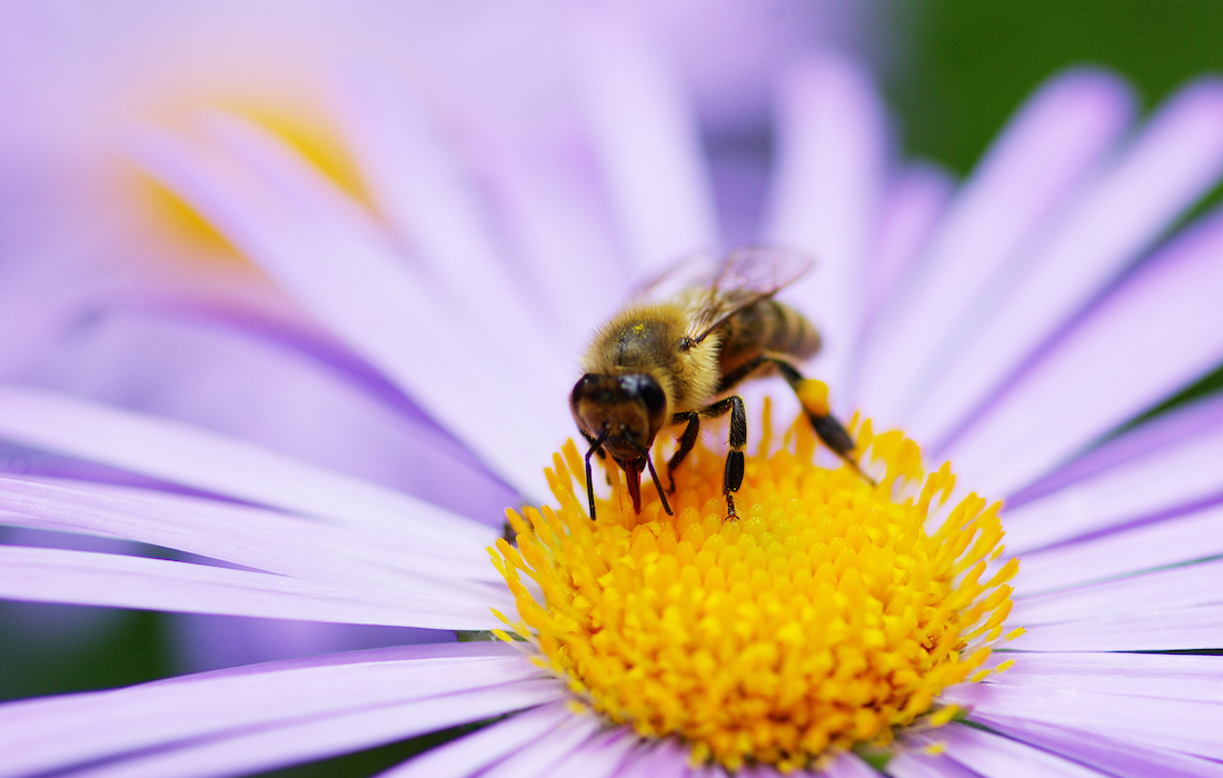 Ways to save bees