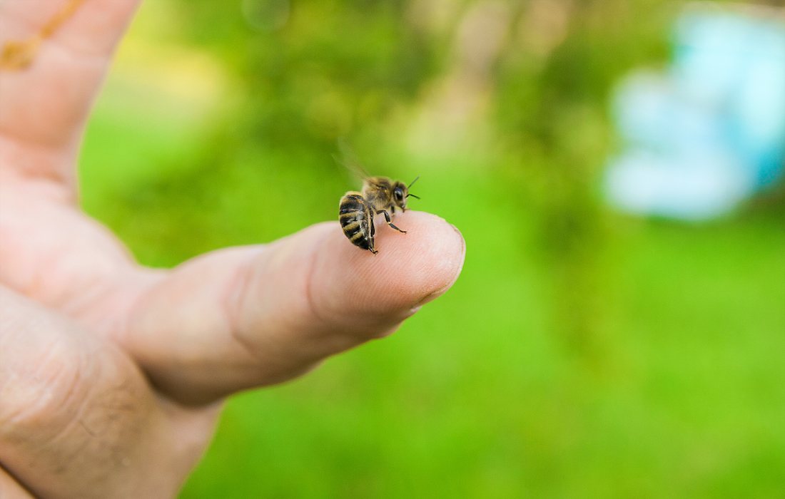 Do bees die after they sting you?