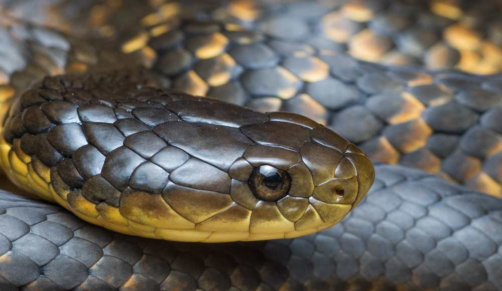 Tiger snakes population seems to be having a tough time